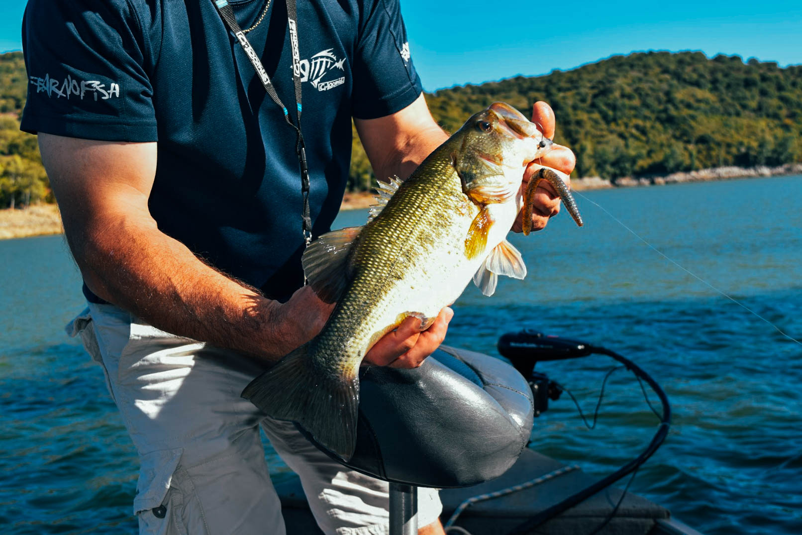 Swim Baits